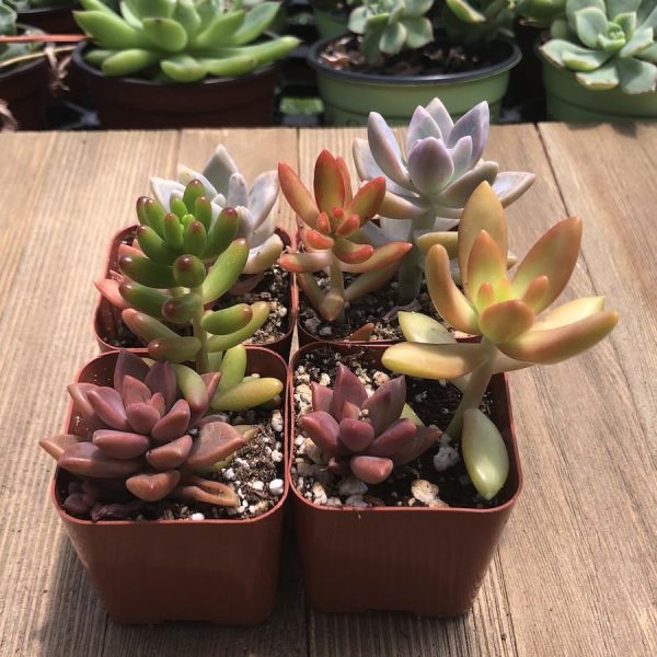 Colorful Mini Succulent Arrangement - Two in Two Supply - Image 2